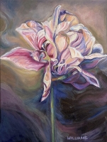 Old World Tulip