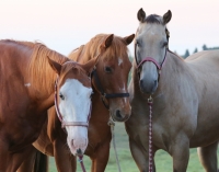 The QH herd